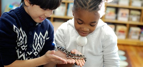 Make A Snake String & Snake Survey – For Educators